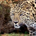 slides/IMG_8518.jpg wildlife, feline, big cat, cat, predator, fur, spot, amur, siberian, leopard, eye, whisker, prowl WBCW80 - Amur Leopard